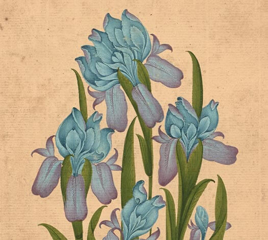 Page d'album à l'iris et à la calligraphie
